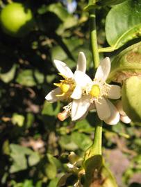            Flower (Key, Winter Haven, FL)   