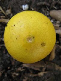            Fruit (Key, Winter Haven, FL)   