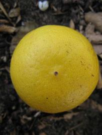            Fruit (Key, Winter Haven, FL)   