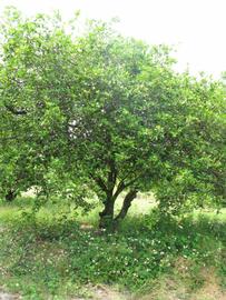            Habit (Key, Winter Haven, FL)   