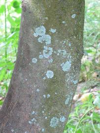            Bark (Key, Winter Haven, FL)   