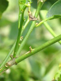            First year twig (Key, Winter Haven, FL)   