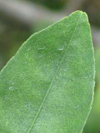            Margin (Key, Winter Haven, FL)   