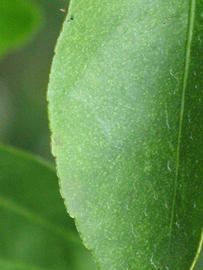            Margin (Key, Winter Haven, FL)   