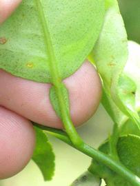            Petiole (Key, Winter Haven, FL)   