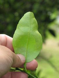            Unifoliolate leaf (Key, Winter Haven, FL)   