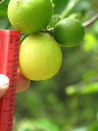            Fruit (Key, Winter Haven, FL)   