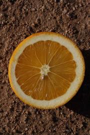              Fruit cross-section (Winter Haven, FL)       