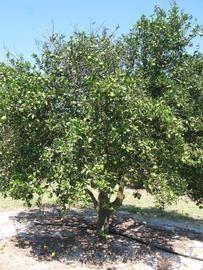              Habit (Winter Haven, FL)       