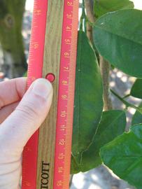              Unifoliolate leaf (Winter Haven, FL)       