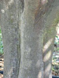              Bark (Winter Haven, FL)       