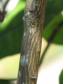              Second - third year twig (Winter Haven, FL)       