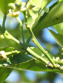            First year twig (Winter Haven, FL)   