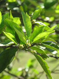              Sun leaves (Winter Haven, FL)       