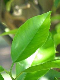              Unifoliolate leaf (Winter Haven, FL)       