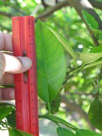              Unifoliolate leaf (Winter Haven, FL)       