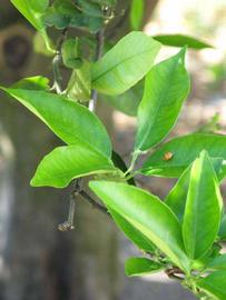              Sun leaves (Winter Haven, FL)       