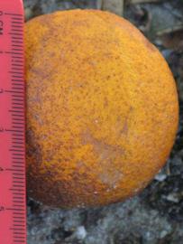            Fruit (Winter Haven, FL)   