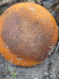            Fruit (Winter Haven, FL)   