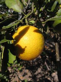              Fruit (Winter Haven, FL)       