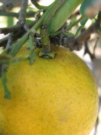              Fruit (Winter Haven, FL)       