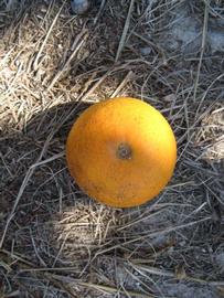              Fruit (Winter Haven, FL)       