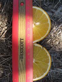              Fruit cross-section (Winter Haven, FL)       