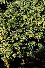            Habit (Riverside, CA)   