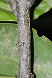              Second - third year twig (Riverside, CA)       