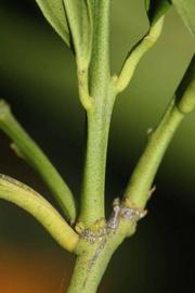               First year twig (Riverside, CA)       