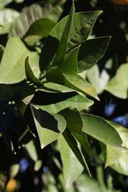            Sun leaves (Riverside, CA)   