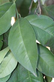              Unifoliolate leaf (Riverside, CA)       