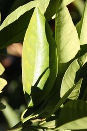              Unifoliolate leaf (Riverside, CA)       