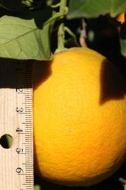              Fruit (Riverside, CA)       