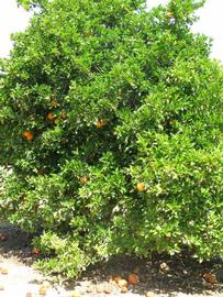            Habit (Riverside, CA)   