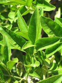              Sun leaves (Riverside, CA)       