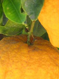            Fruit (Riverside, CA)   