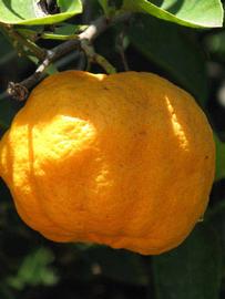            Fruit (Riverside, CA)   