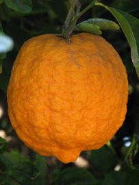            Fruit (Riverside, CA)   