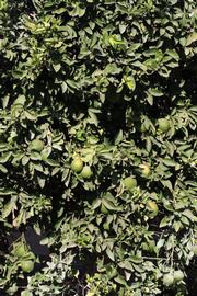            Habit (Riverside, CA)   