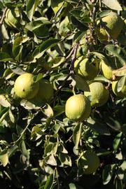            Immature fruit (Riverside, CA)   