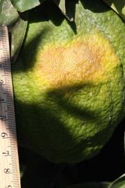            Immature fruit (Riverside, CA)   