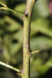            First year twig (Riverside, CA)   