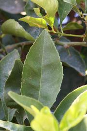              Margin (Riverside, CA)       