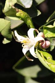              Flower (Riverside, CA)       