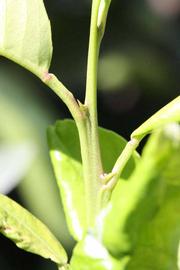            First year twig (Riverside, CA)   