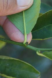              Petiole (Riverside, CA)       