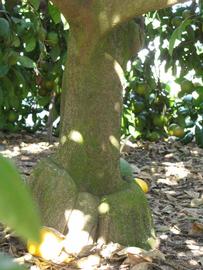              Bark (Winter Haven, FL)       