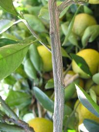              Second - third year twig (Winter Haven, FL)       