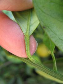              Petiole (Winter Haven, FL)       